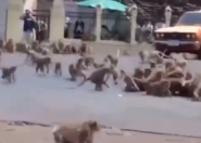 泰国猴子在马路中央群殴  到底什么情况