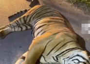 马来西亚一男子开车撞死老虎 具体什么情况