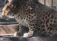 动物园豹子胖成“豹警官” 减肥两个月宣告失败！
