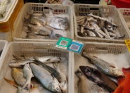 新一轮伏季休渔期即将来临 厦门一年轻妈妈买下2700多元海鲜！