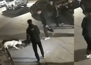 3人驱使烈性犬咬死流浪猫 警方通报3名涉案人员已抓获归案！