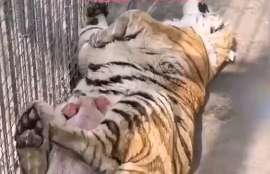 动物园里小猪趴在老虎肚子上睡觉 网友：扮猪吃老虎居然是真的！-图1