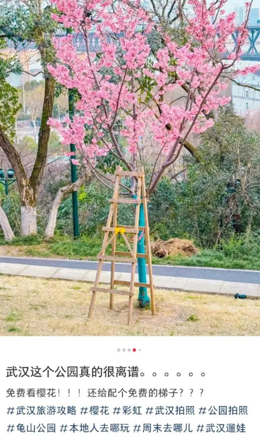 武汉赏樱点否认提供梯子拍照：爬梯赏花的行为违反了公园的相关规定！-图1