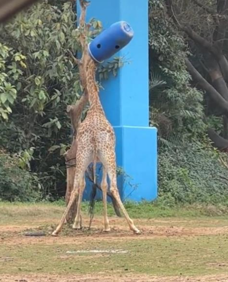 长颈鹿被桶罩头两眼一黑 动物园回应！-图1