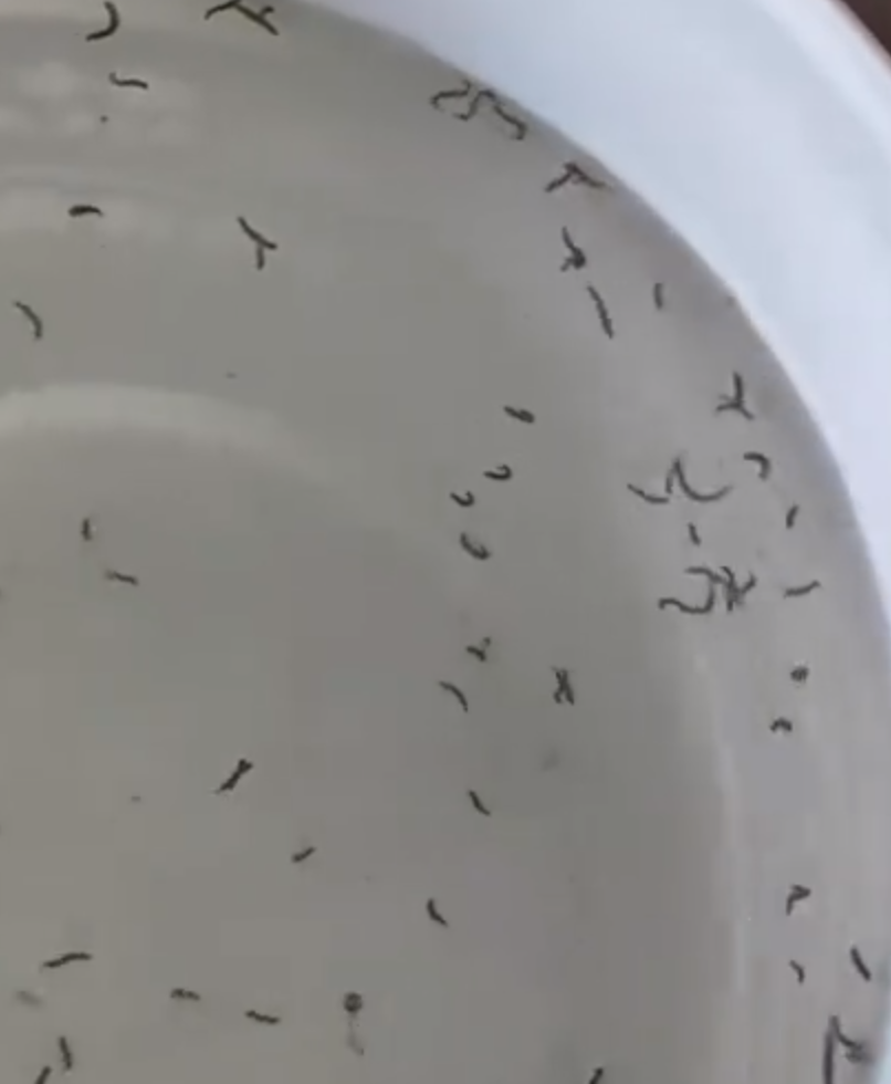 满洲里一居民家中自来水出现大量虫子 背后真相是什么？-图1