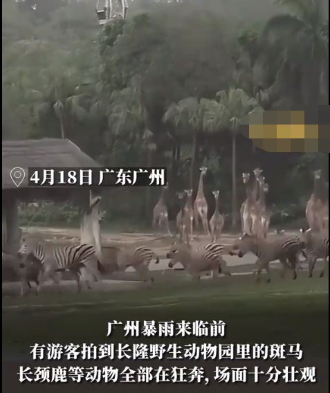 广州暴雨前夕野生动物园动物狂奔 场面十分壮观!-图1