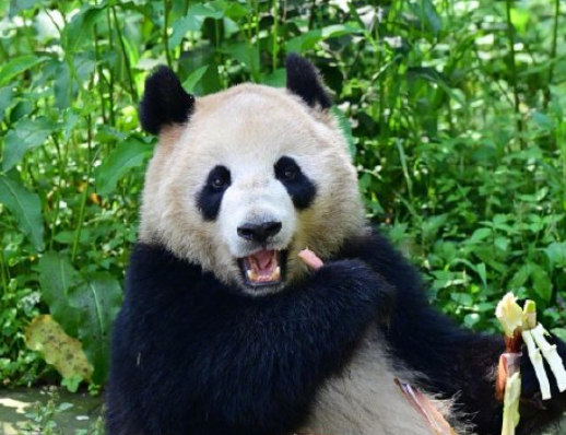 大熊猫云川和鑫宝将赴美圣迭戈动物园！-图1