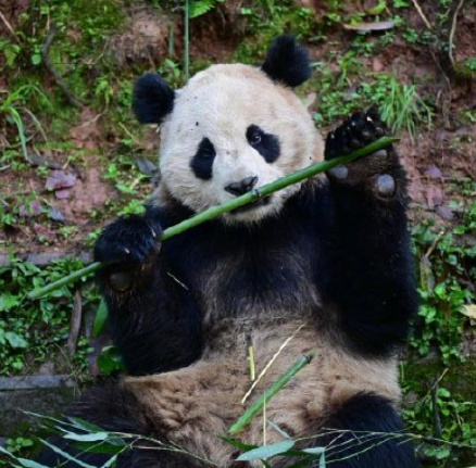 大熊猫云川和鑫宝将赴美圣迭戈动物园！-图2